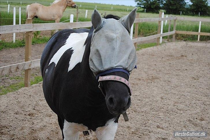 Pinto Mon Ami. - 12) Sommer 2011. billede 12