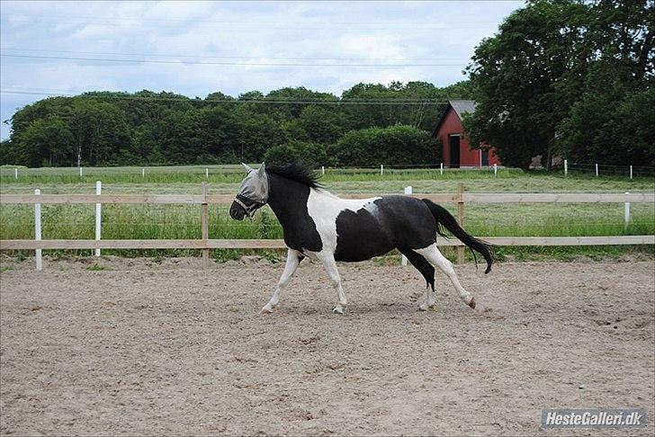 Pinto Mon Ami. - 14) sommer 2011. billede 14