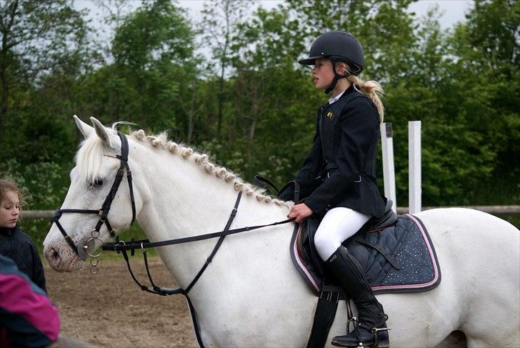 Irsk Sportspony Crocketstown Spotty - til præmie overrækkelse  billede 14