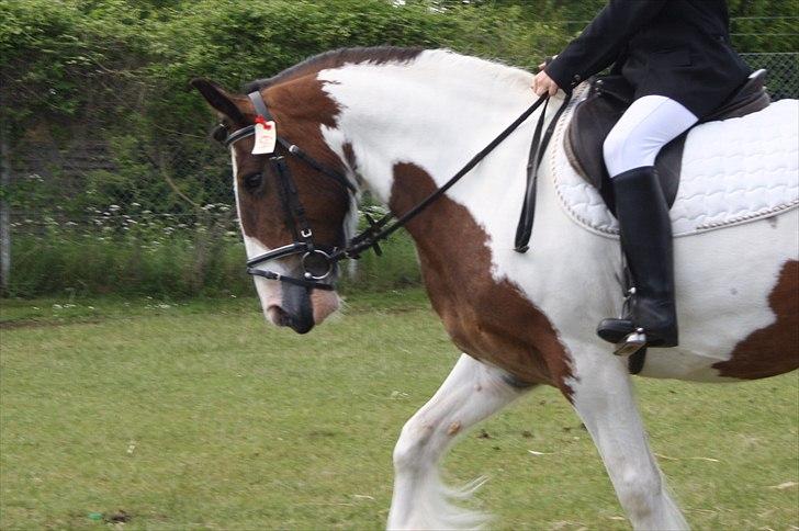 Tinker / Irish Cob Romoses Paprika - Det fynske dyreskue dressur opvarmning. billede 6