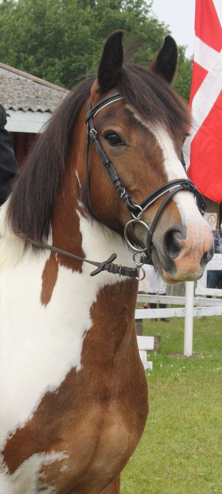 Tinker / Irish Cob Romoses Paprika - Velkommen til Paprika´s profil. billede 2