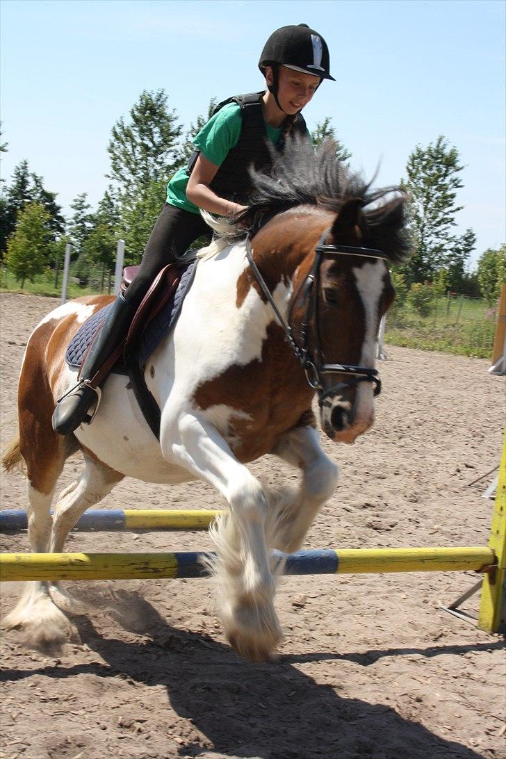 Tinker / Irish Cob Romoses Paprika - Træning. billede 10