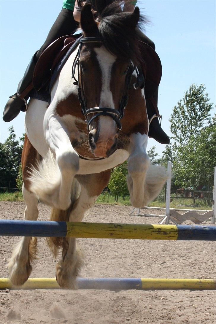 Tinker / Irish Cob Romoses Paprika - Ridelejr hos Anne. billede 11