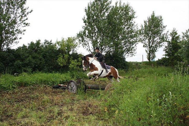 Tinker / Irish Cob Romoses Paprika - Terræn.  billede 13