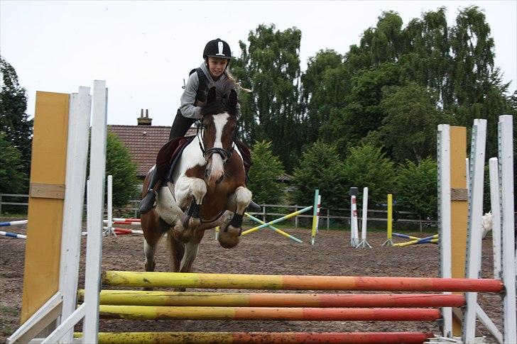 Tinker / Irish Cob Romoses Paprika - Højdespring. billede 16