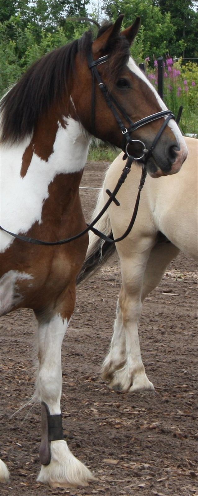 Tinker / Irish Cob Romoses Paprika - Venter på præmie :) billede 18