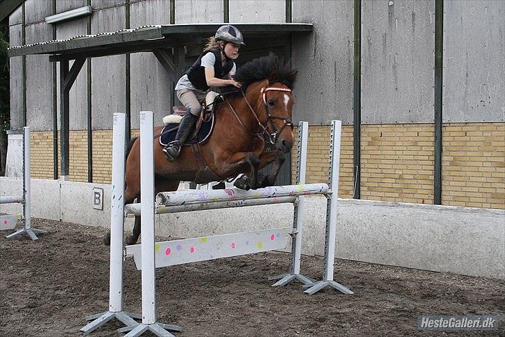 Belgisk Sportspony Icara <3 - Spring træning 105cm! seje pony!<3 Dig og mig for altid!!!!<3
 Foto: Laura<3 billede 11