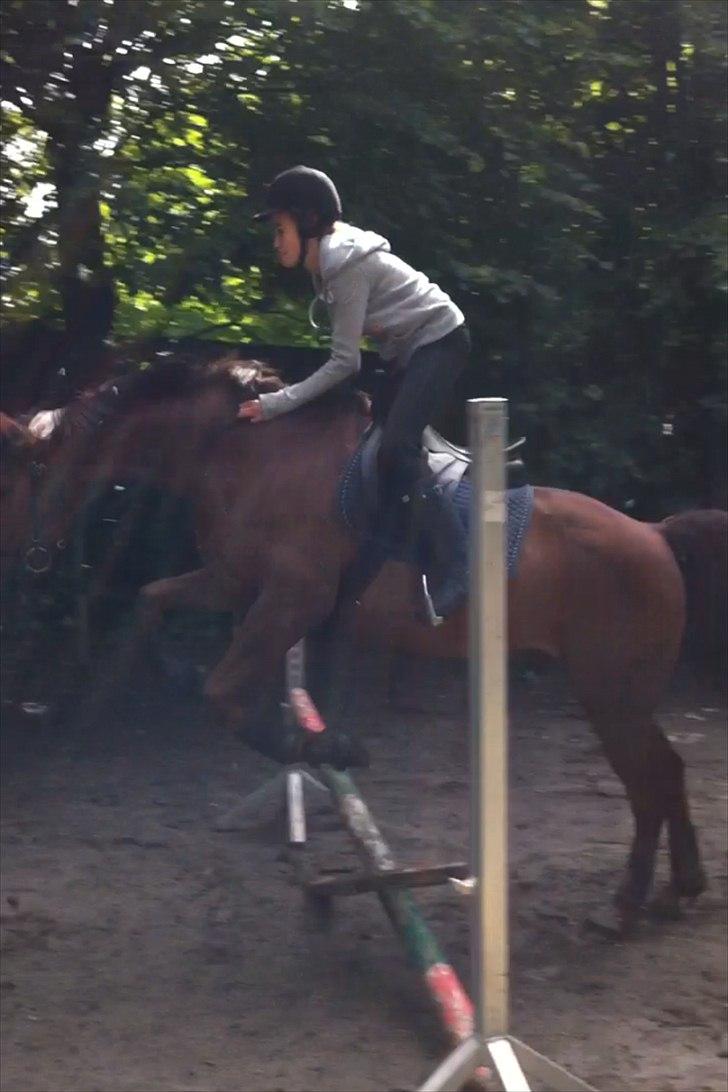 Anden særlig race Picasso - 3 gang Casso springer m. rytter billede 10