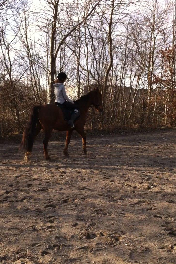 Anden særlig race Picasso - en af de første gang på udendørsbanen  billede 1