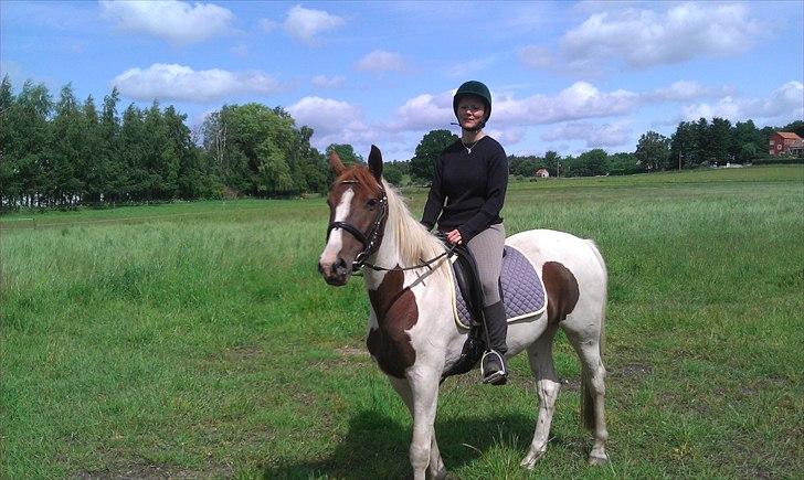 Pinto Katja billede 8