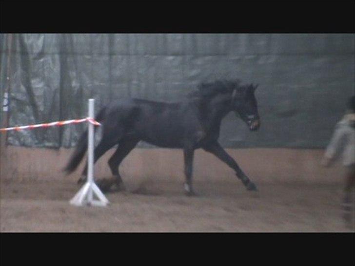 Dansk Varmblod Ranova billede 6