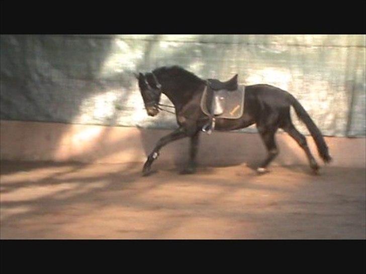 Dansk Varmblod Ranova billede 7