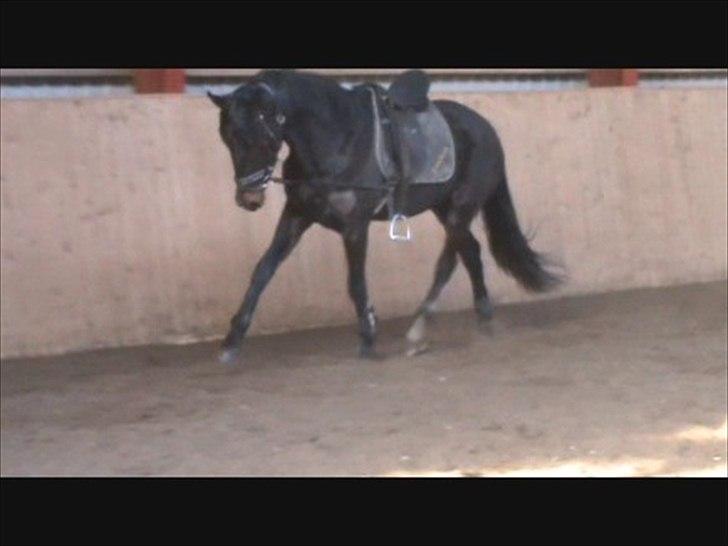 Dansk Varmblod Ranova billede 8