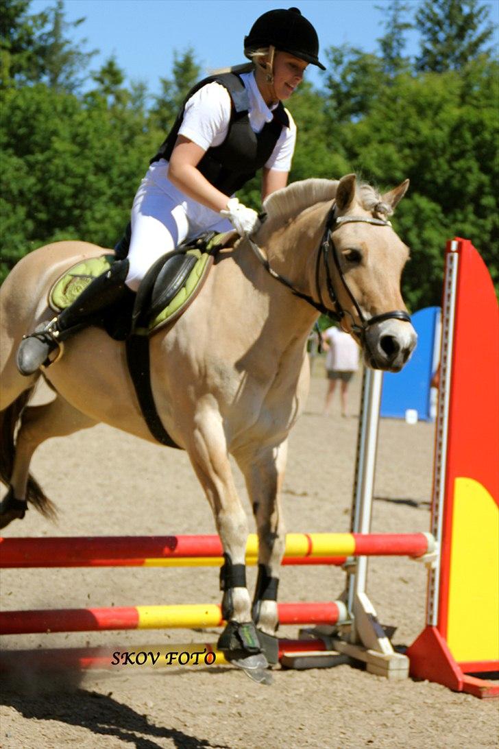 Fjordhest Fagot billede 18