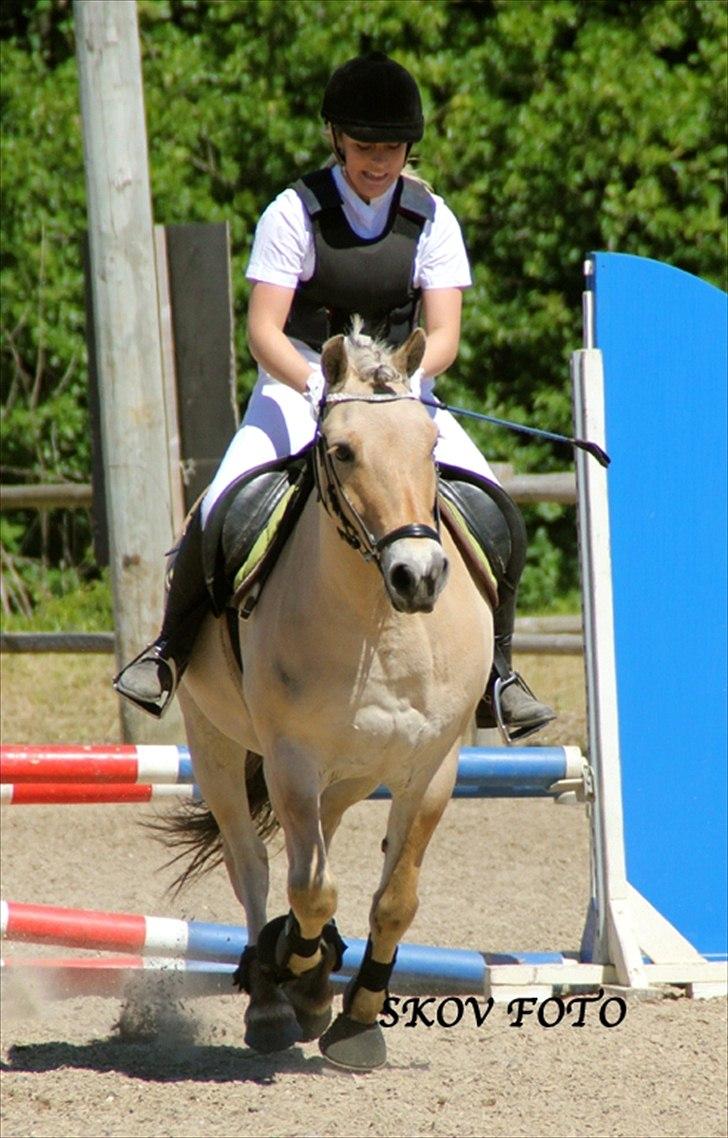 Fjordhest Fagot billede 19