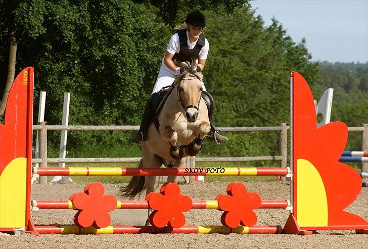 Fjordhest Fagot - 20* d. 5/6 2011 - Vores første LB. Vandt som den eneste fejfrie! gudepony! billede 20