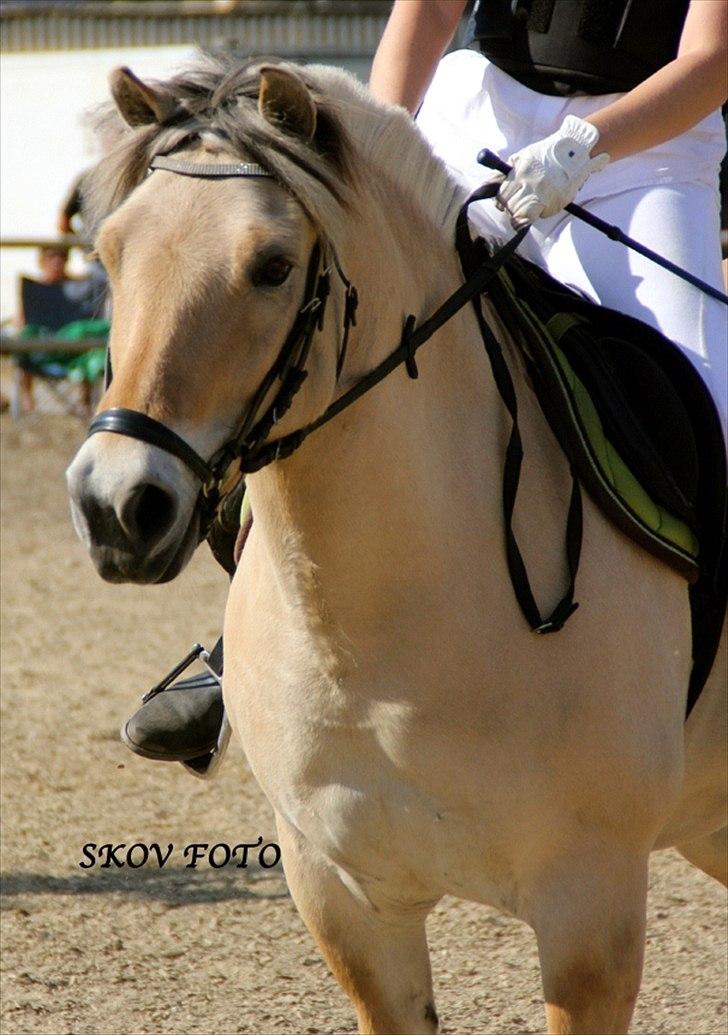 Fjordhest Fagot billede 1