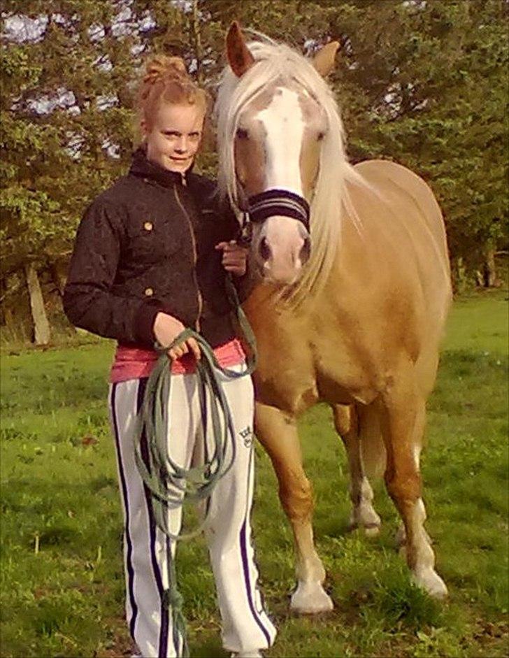 Haflinger Max  - elsker dig mus <3 billede 15
