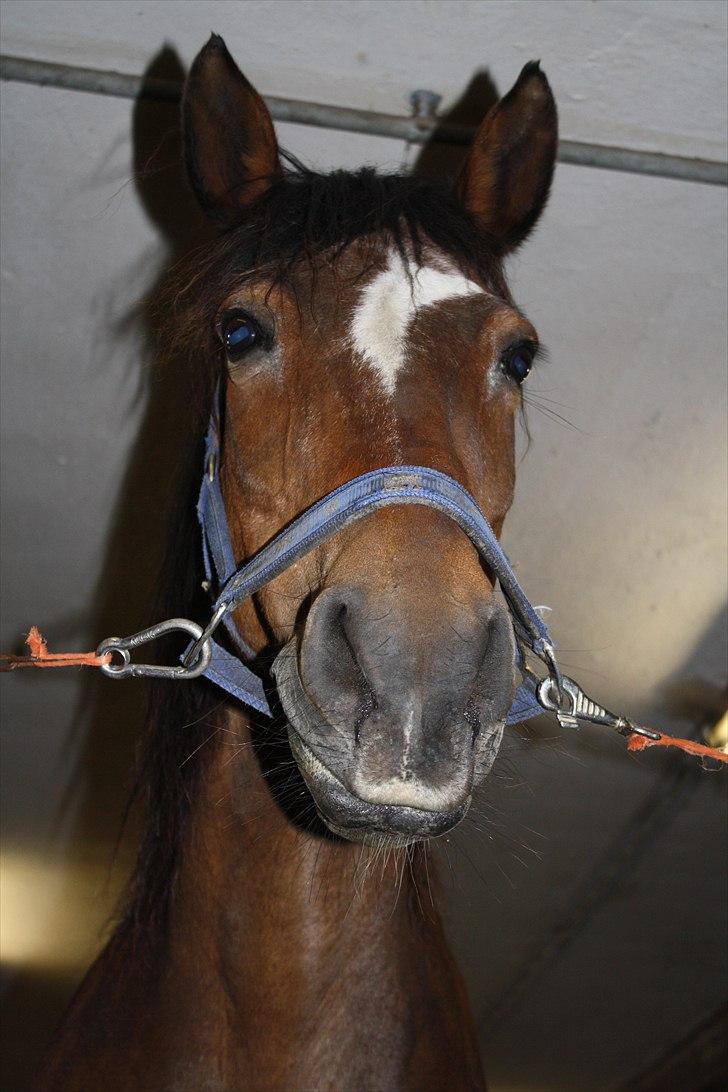 Anden særlig race Chess *.søsters!;D.* - Chesstøsen. (Solgt) :(<3 - Sig ikke hun ikke er smuk!>:) Foto: Maria/søster billede 2