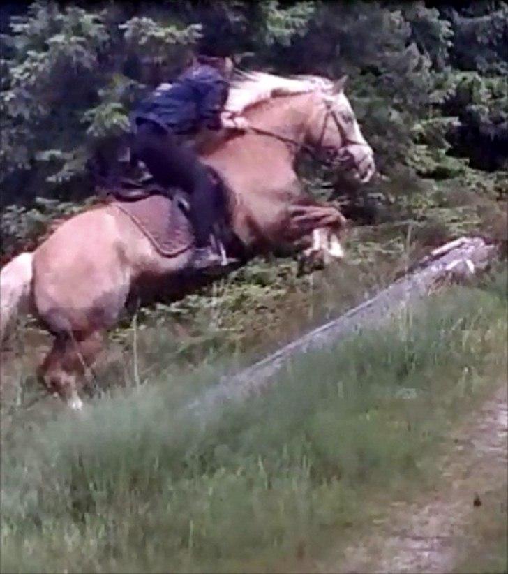Haflinger Max  - Mig og Max billede 7