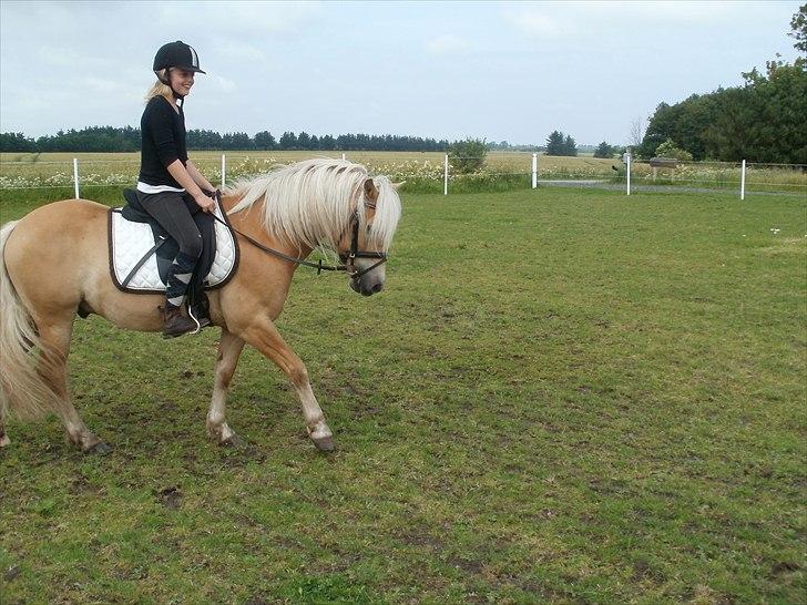 Haflinger Hafferlaffen  billede 18