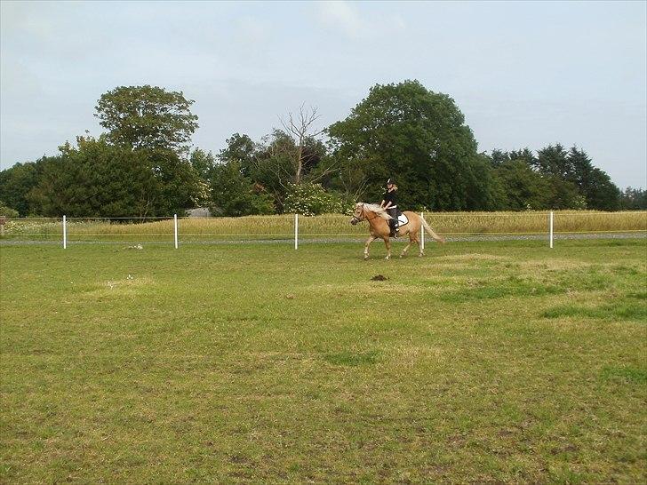 Haflinger Hafferlaffen  billede 19