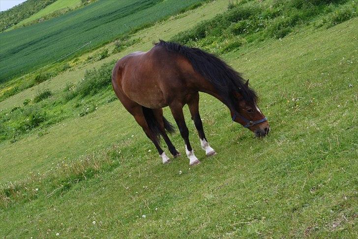 Anden særlig race Chess *.søsters!;D.* - Chesstøsen. (Solgt) :(<3 - På folden!:D Foto: Maria/søster billede 9