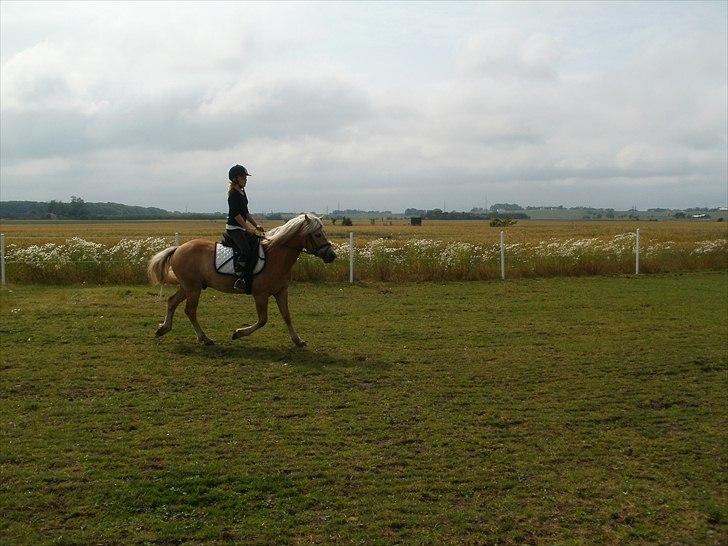 Haflinger Hafferlaffen  billede 20