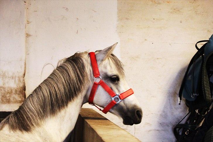 Welsh Pony (sec B) -Smilla -  Smilla mussen billede 12