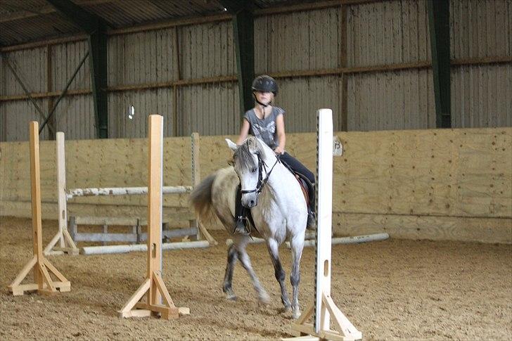 Welsh Pony (sec B) -Smilla - træning til pony lege billede 10