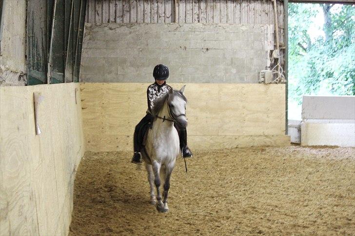 Welsh Pony (sec B) -Smilla - Smilla billede 8