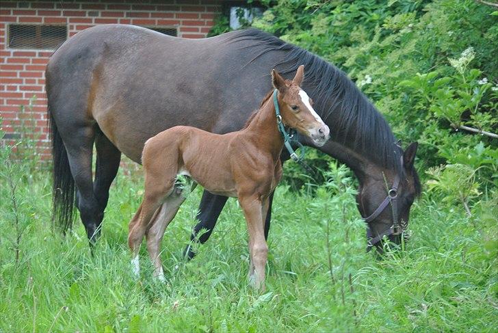 Dansk Varmblod Samiro Wildfire solgt billede 1
