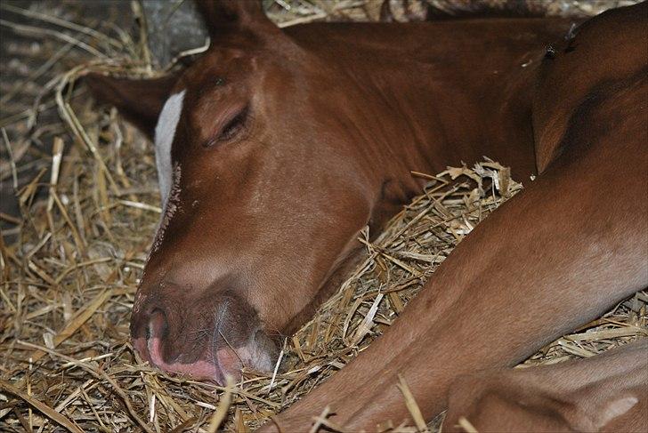 Dansk Varmblod Samiro Wildfire solgt billede 2