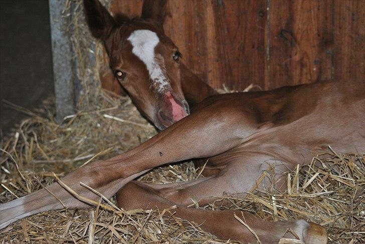 Dansk Varmblod Samiro Wildfire solgt billede 3