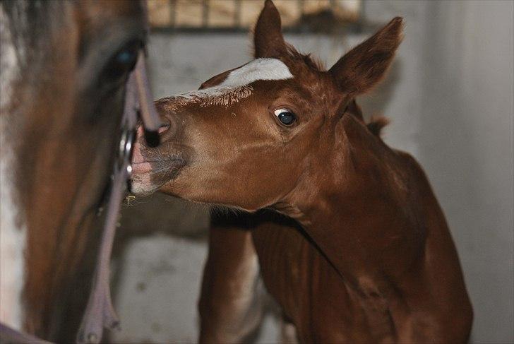 Dansk Varmblod Samiro Wildfire solgt billede 4