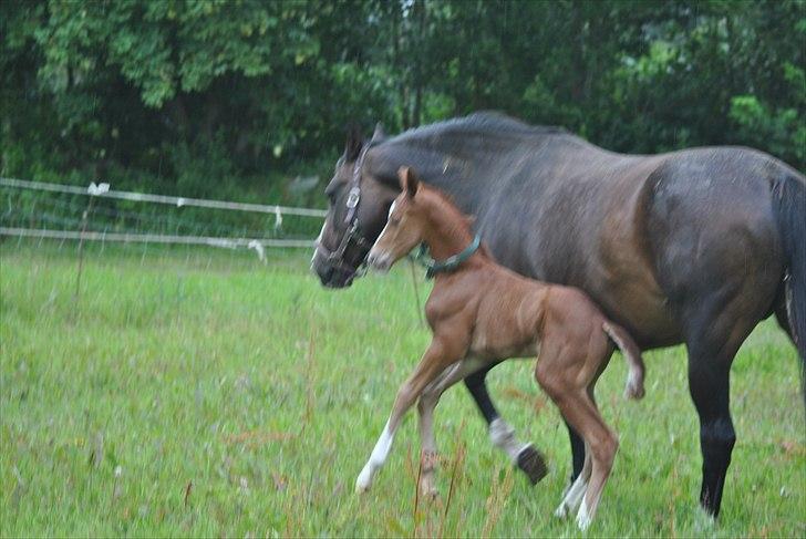 Dansk Varmblod Samiro Wildfire solgt billede 5