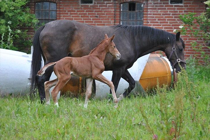 Dansk Varmblod Samiro Wildfire solgt billede 6
