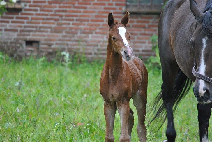 Dansk Varmblod Samiro Wildfire solgt billede 7