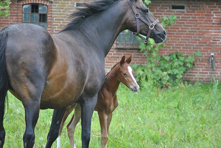 Dansk Varmblod Samiro Wildfire solgt billede 8