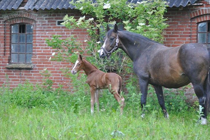 Dansk Varmblod Samiro Wildfire solgt billede 9