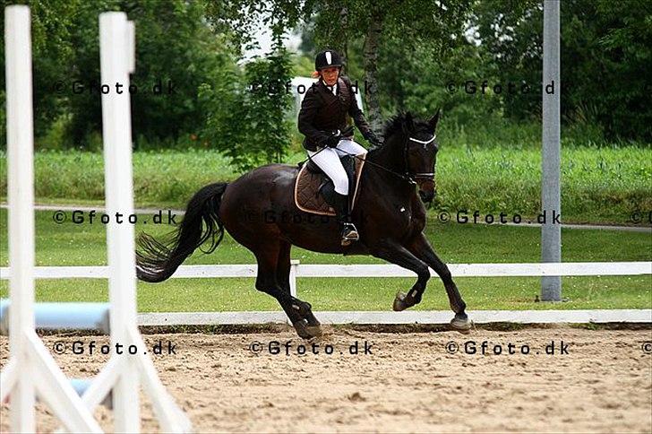 Dansk Varmblod Hanky Panky Firfod billede 10