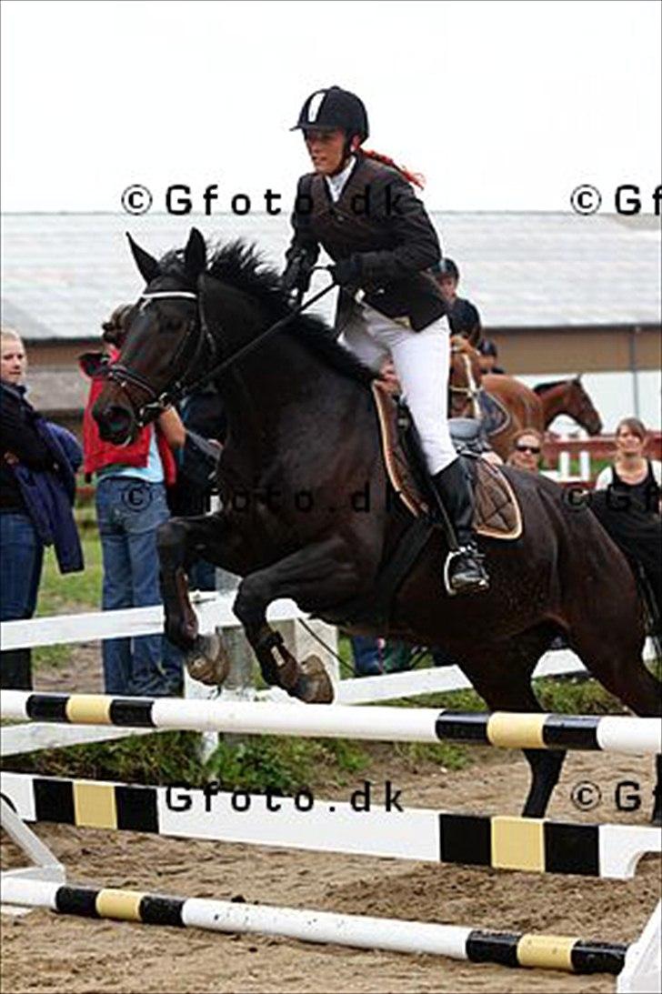 Dansk Varmblod Hanky Panky Firfod billede 13