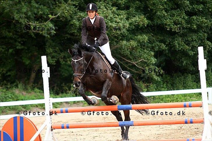 Dansk Varmblod Hanky Panky Firfod billede 15