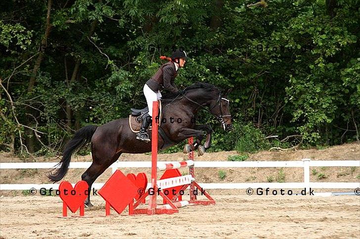 Dansk Varmblod Hanky Panky Firfod billede 17