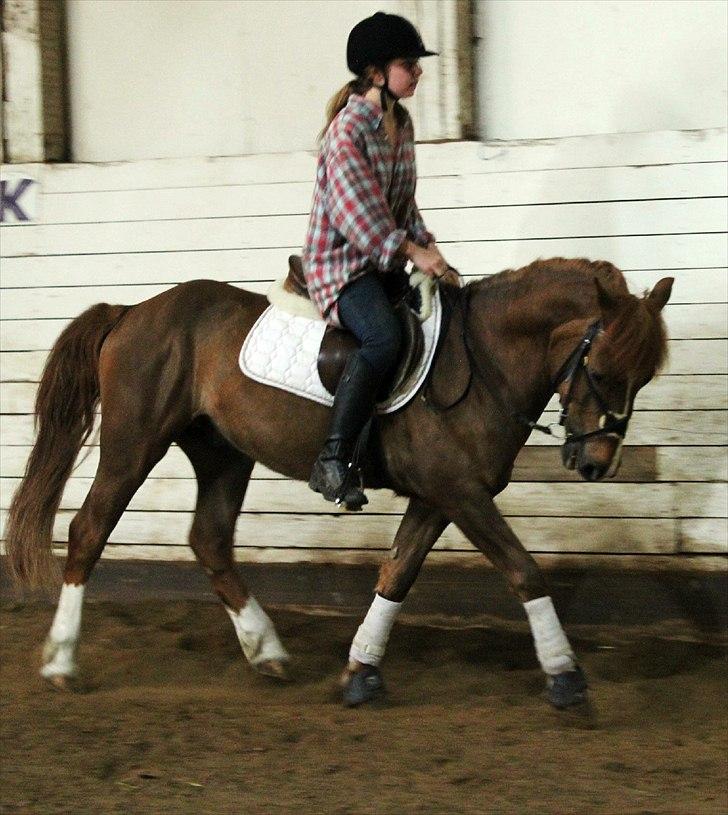 Tysk Sportspony Whysky <3|Mit alt| - Whysen og jeg. <3
Tag jer ikke af mine ben. :-)  billede 20