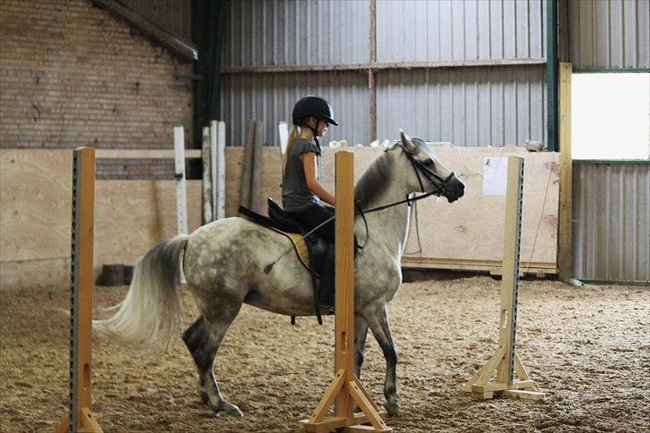 Welsh Pony (sec B) -Smilla - slalom billede 3