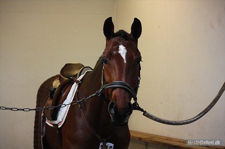 Dansk Varmblod Nørremøllehøjs Ali SOLGT - Speedy ved at blive gjort klar til landsstævne i Billund billede 7