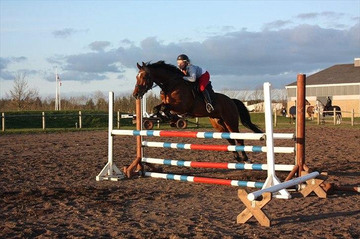 Dansk Varmblod Nørremøllehøjs Ali SOLGT - Første udendørs springtræning i 2011 billede 8