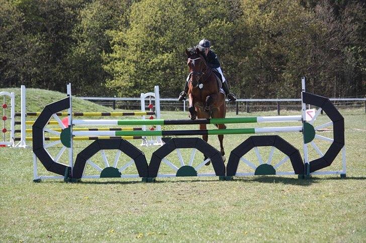 Dansk Varmblod Nørremøllehøjs Ali SOLGT - En LB til årets første udendørs stævne i Grindsted billede 11