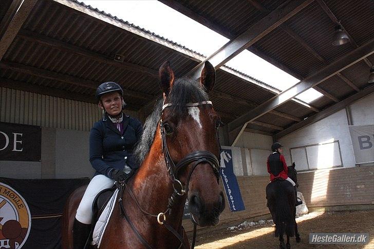 Dansk Varmblod Nørremøllehøjs Ali SOLGT - Efter et veloverstået stævne billede 12